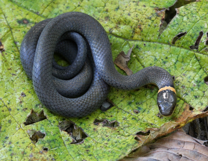 Ringneck Snake